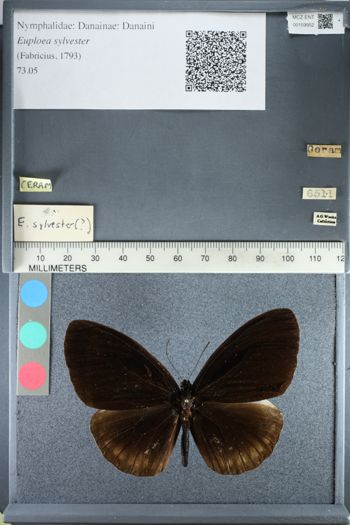 Media type: image;   Entomology 159952